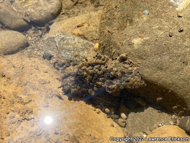 Foothill Yellow-legged Frog (Rana boylii)