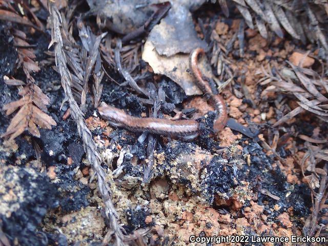 California Slender Salamander (Batrachoseps attenuatus)