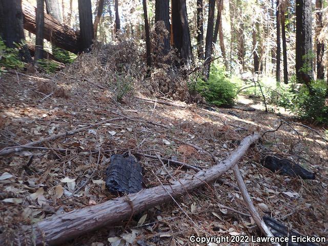 California Slender Salamander (Batrachoseps attenuatus)