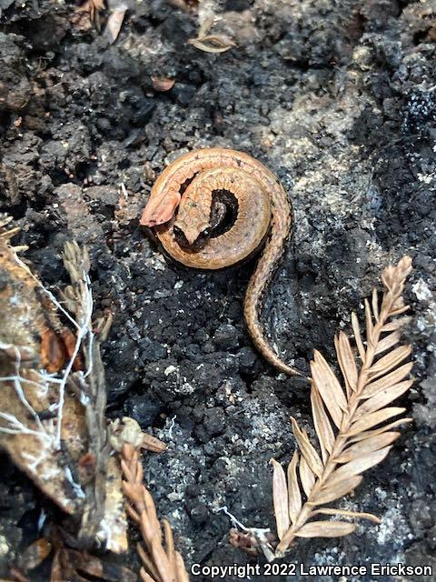 California Slender Salamander (Batrachoseps attenuatus)