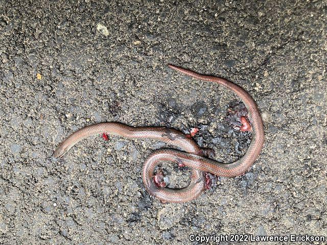 Forest Sharp-tailed Snake (Contia longicaudae)