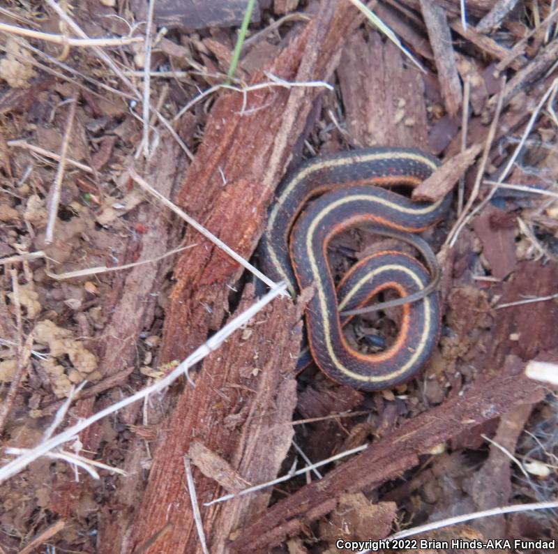 Coast Gartersnake (Thamnophis elegans terrestris)