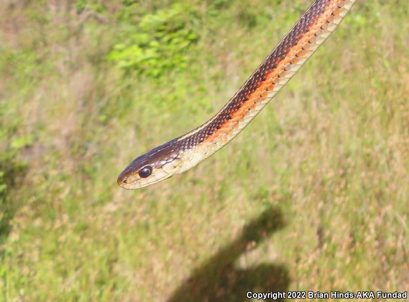 Coast Gartersnake (Thamnophis elegans terrestris)