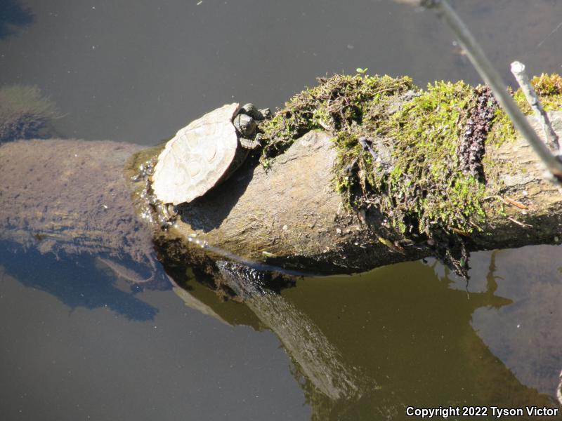 Northern Map Turtle (Graptemys geographica)