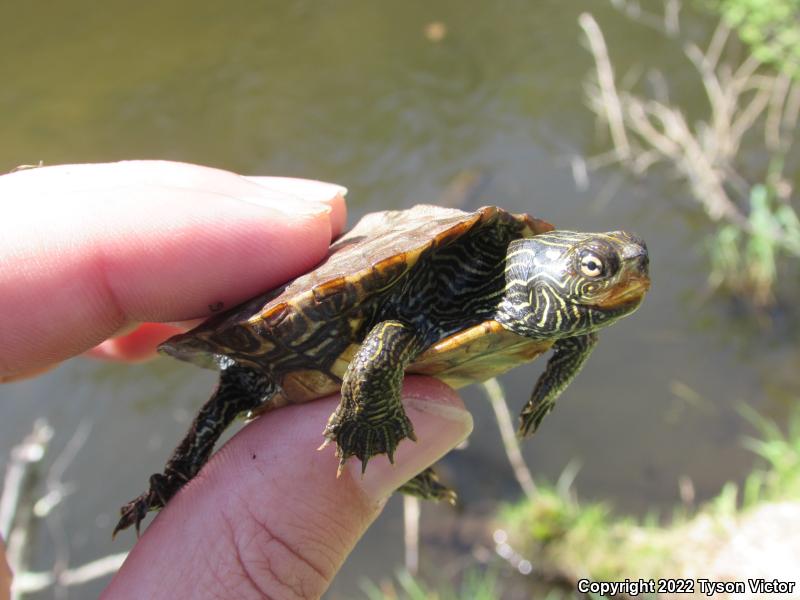 Northern Map Turtle (Graptemys geographica)