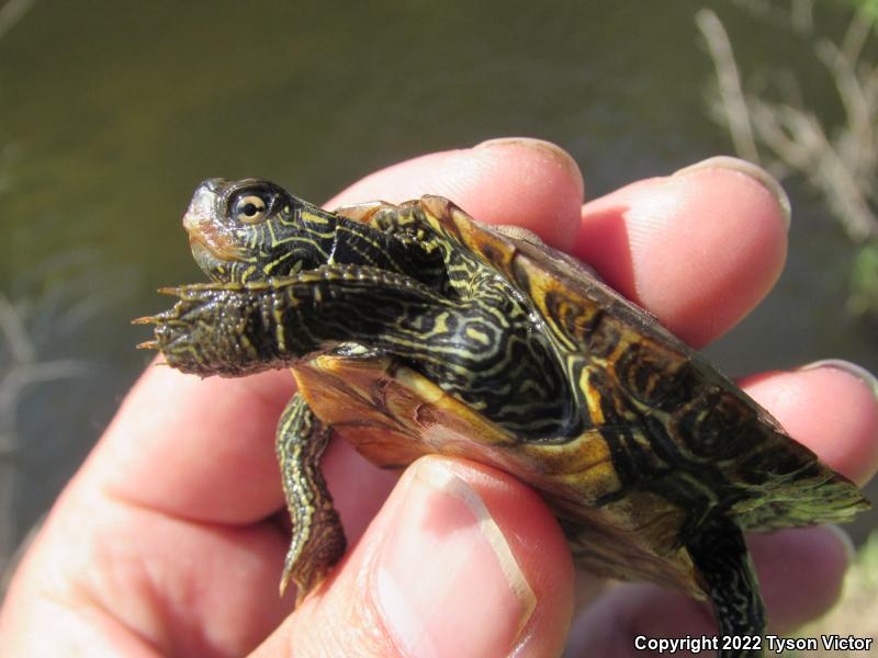 Northern Map Turtle (Graptemys geographica)