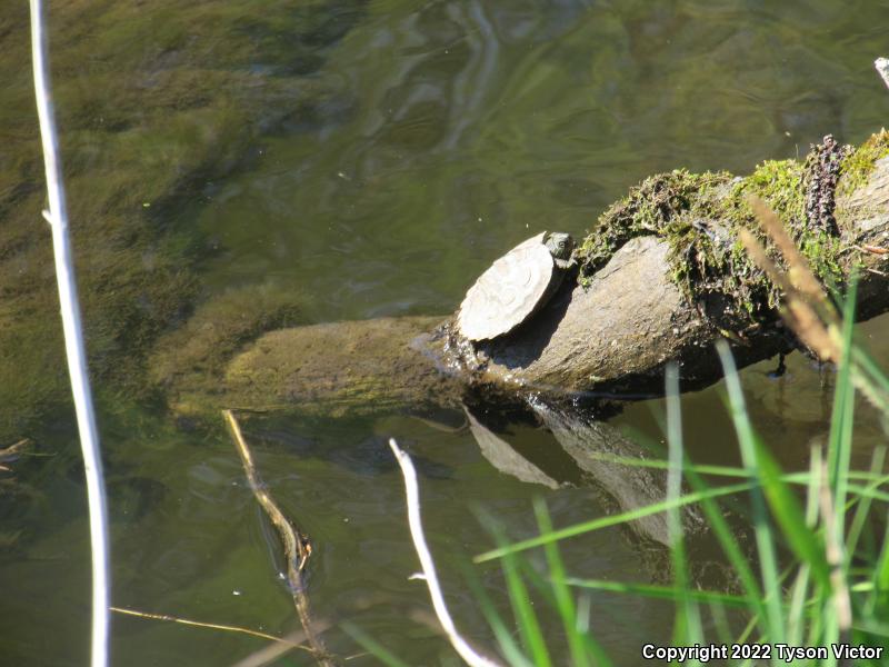 Northern Map Turtle (Graptemys geographica)