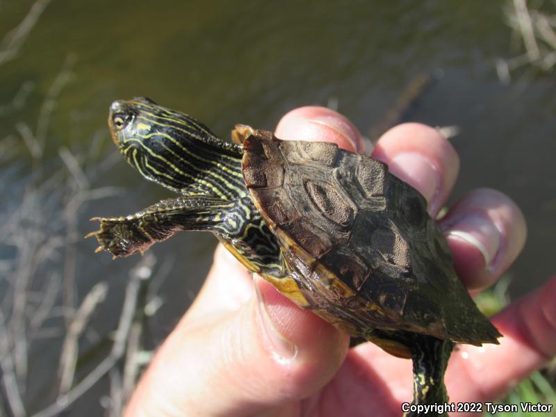 Northern Map Turtle (Graptemys geographica)