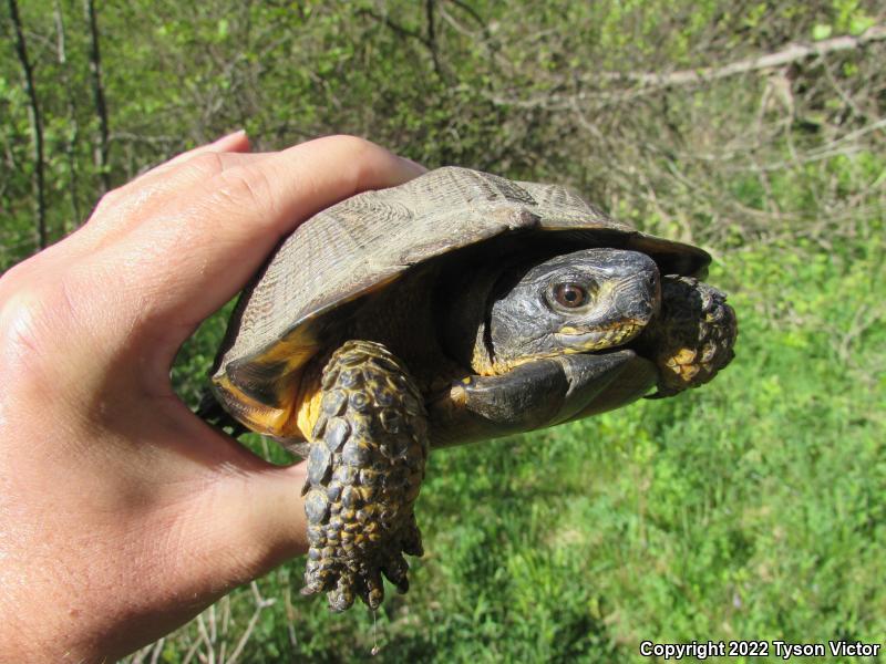 Wood Turtle (Glyptemys insculpta)