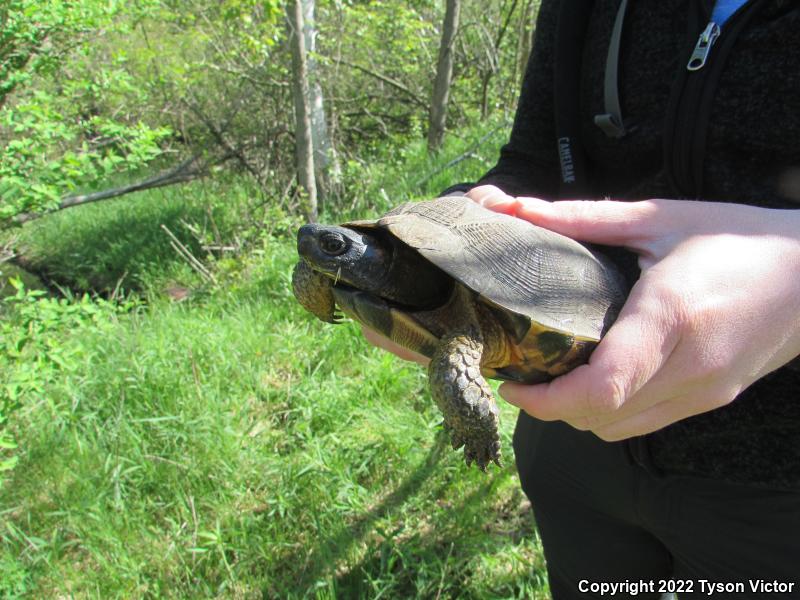 Wood Turtle (Glyptemys insculpta)