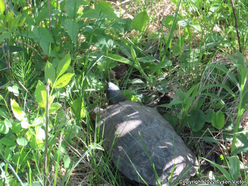 Wood Turtle (Glyptemys insculpta)