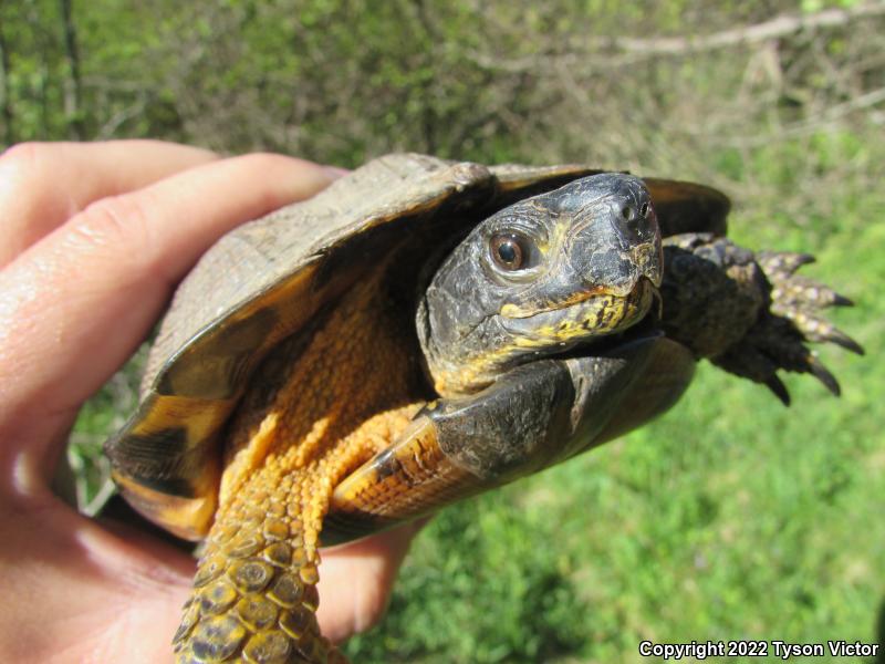 Wood Turtle (Glyptemys insculpta)