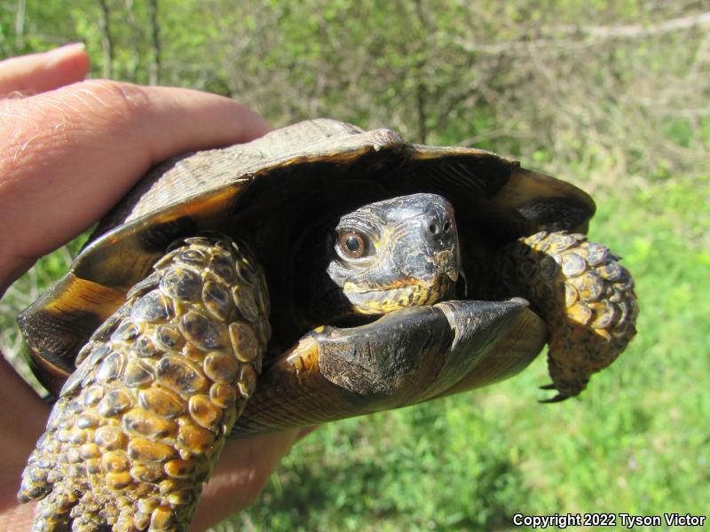 Wood Turtle (Glyptemys insculpta)