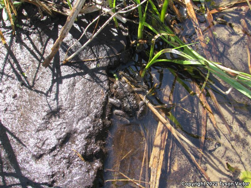 Eastern American Toad (Anaxyrus americanus americanus)