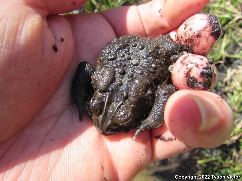 Eastern American Toad (Anaxyrus americanus americanus)