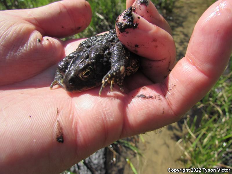 Eastern American Toad (Anaxyrus americanus americanus)