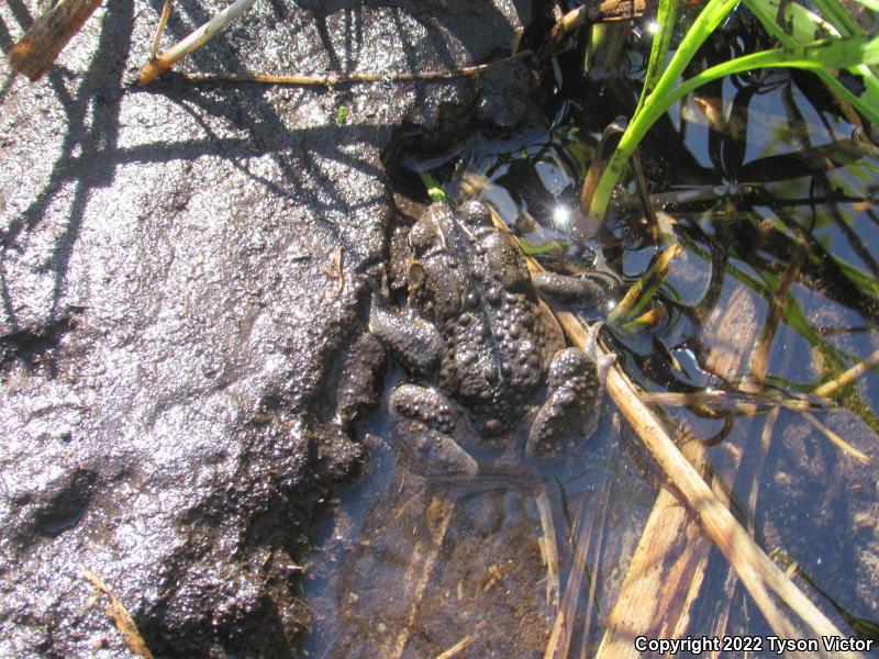 Eastern American Toad (Anaxyrus americanus americanus)