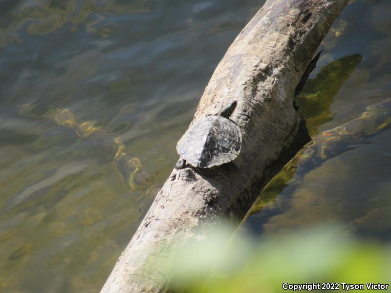 Northern Map Turtle (Graptemys geographica)