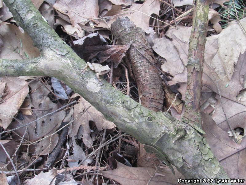 Spring Peeper (Pseudacris crucifer)