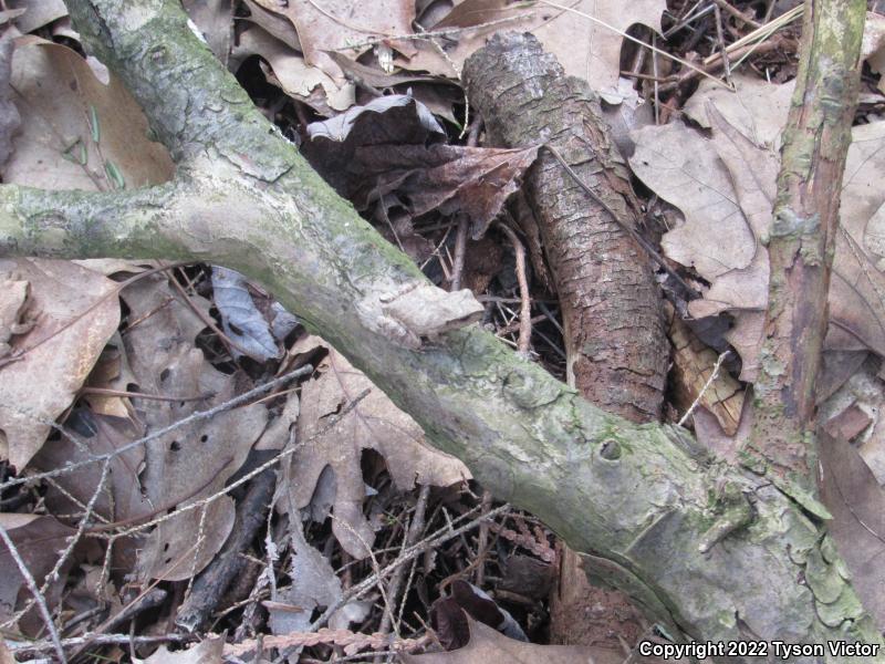 Spring Peeper (Pseudacris crucifer)