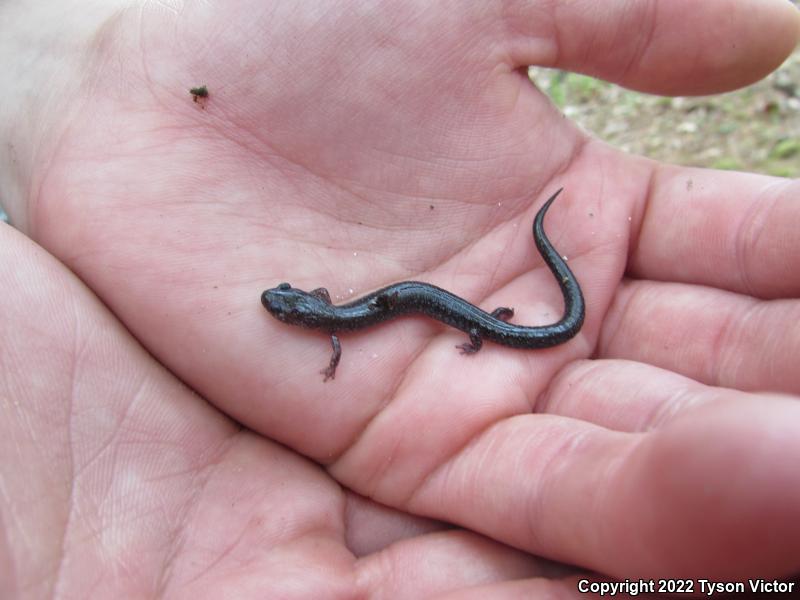 Eastern Red-backed Salamander (Plethodon cinereus)