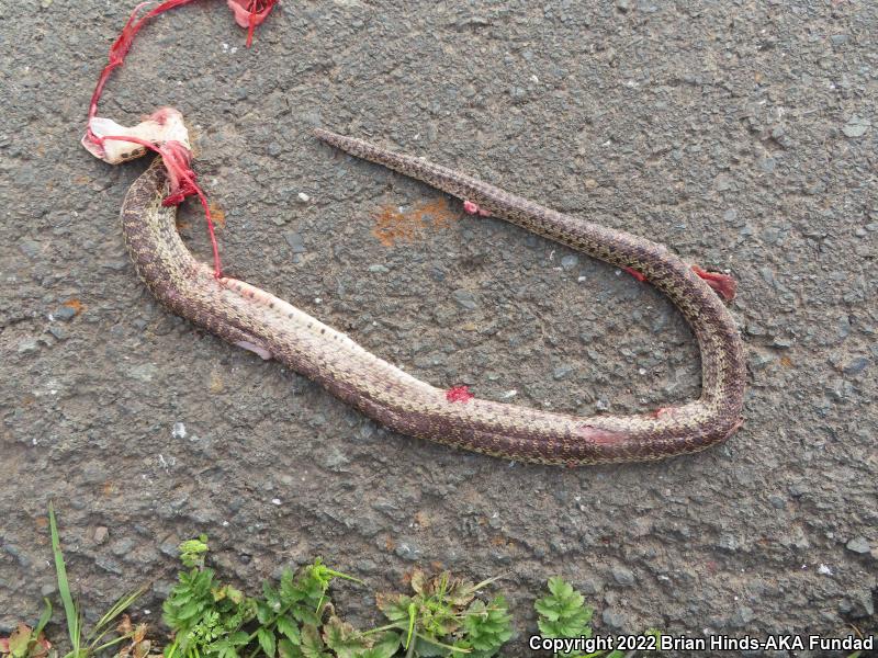 Pacific Gopher Snake (Pituophis catenifer catenifer)