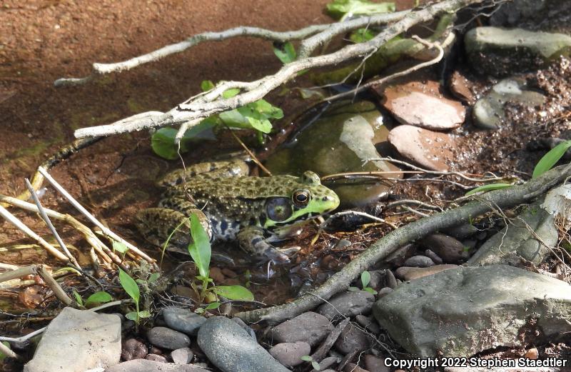 Northern Green Frog (Lithobates clamitans melanota)