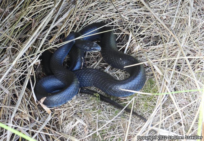 Northern  Black Racer (Coluber constrictor constrictor)