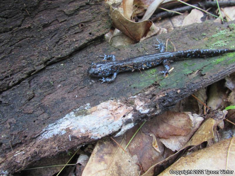 Blue-spotted Salamander (Ambystoma laterale)