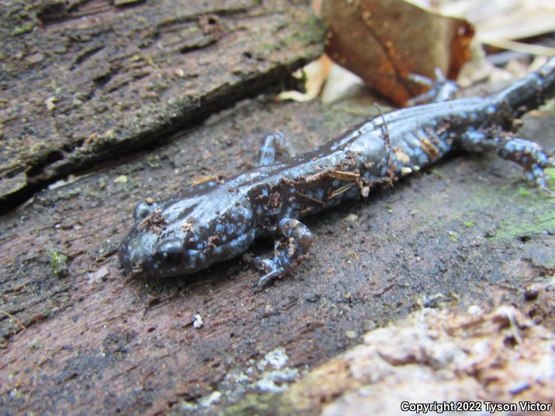 Blue-spotted Salamander (Ambystoma laterale)