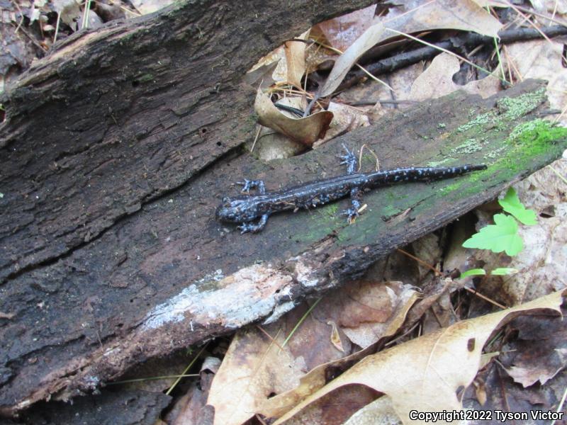 Blue-spotted Salamander (Ambystoma laterale)