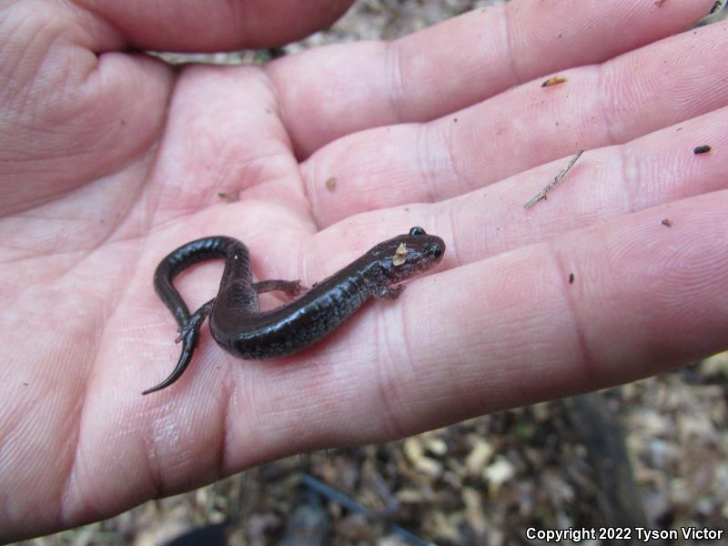 Eastern Red-backed Salamander (Plethodon cinereus)