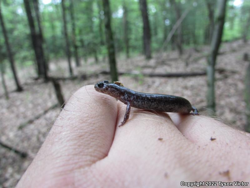 Eastern Red-backed Salamander (Plethodon cinereus)