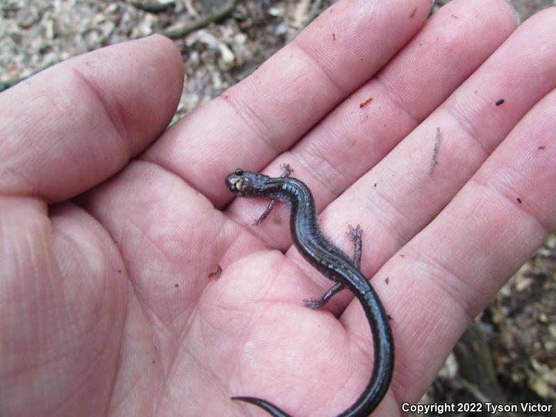 Eastern Red-backed Salamander (Plethodon cinereus)