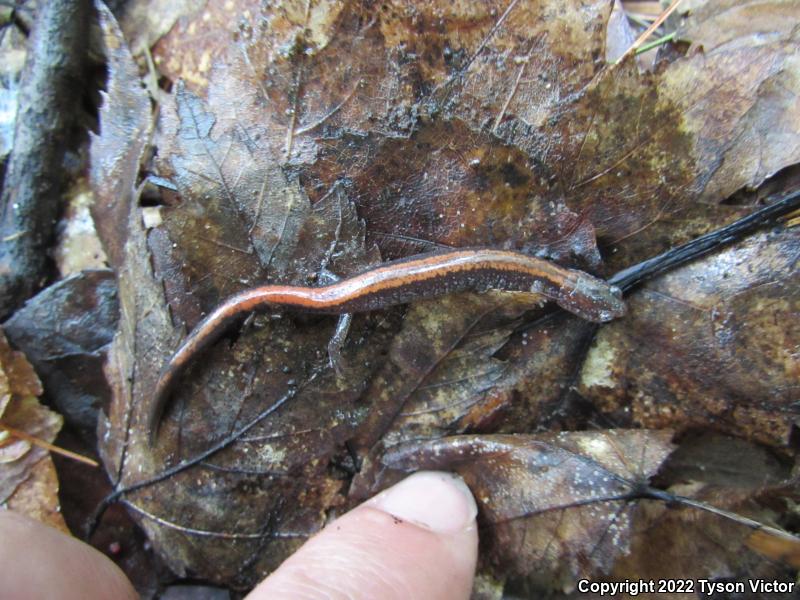 Eastern Red-backed Salamander (Plethodon cinereus)