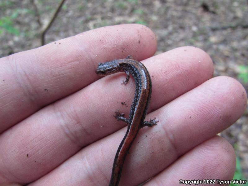 Eastern Red-backed Salamander (Plethodon cinereus)