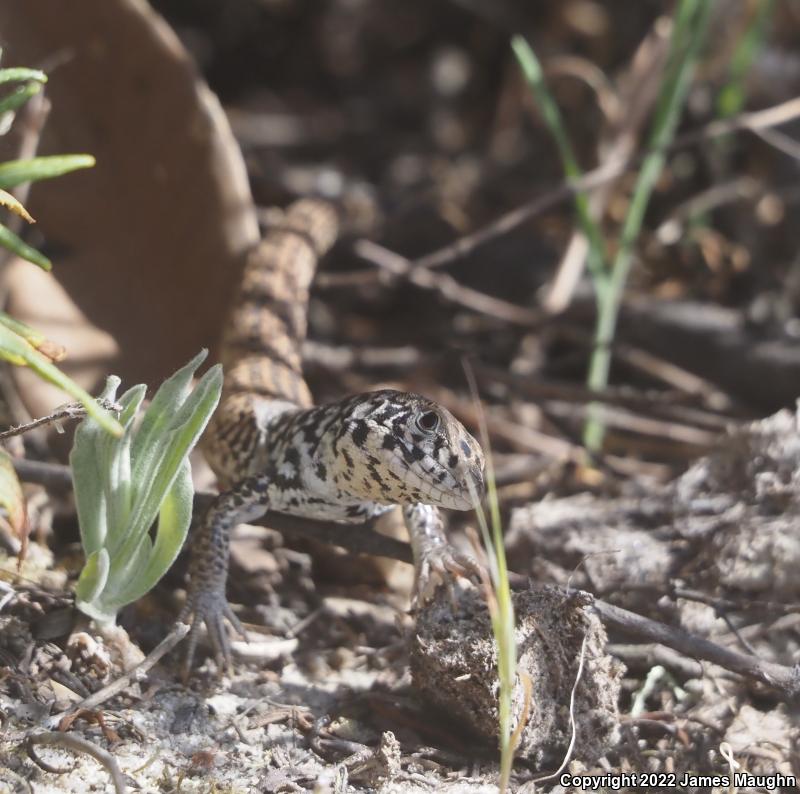 California Whiptail (Aspidoscelis tigris munda)