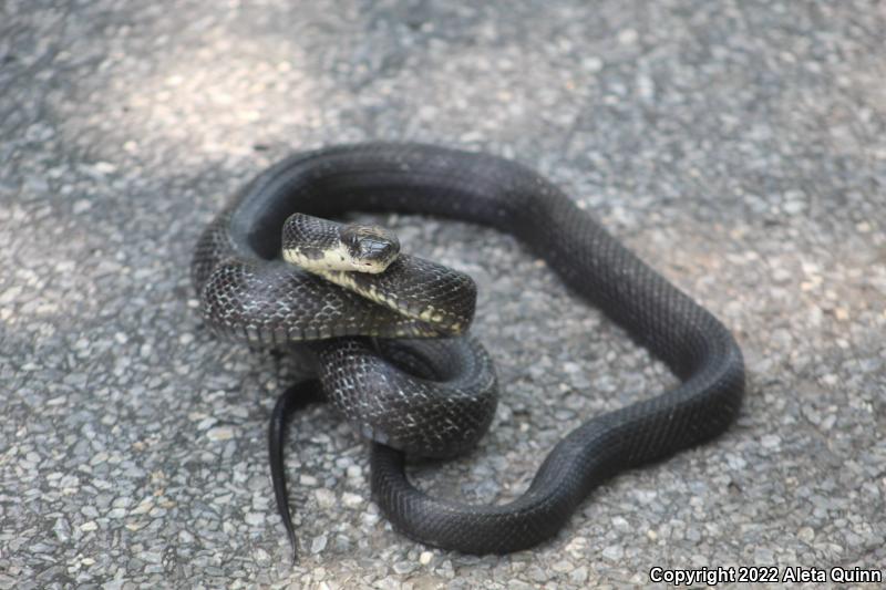Black Ratsnake (Pantherophis obsoletus)