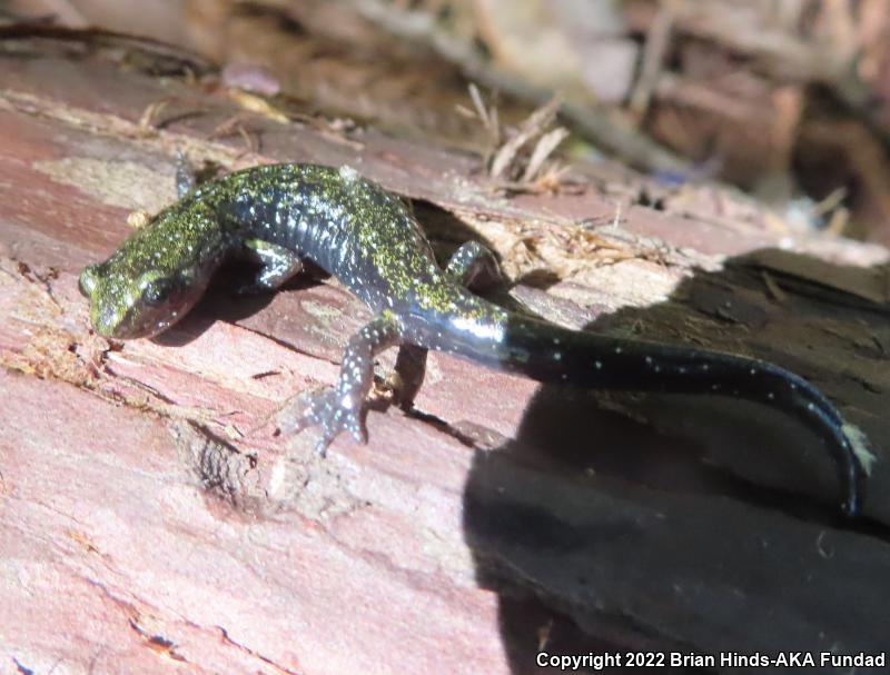 Black Salamander (Aneides flavipunctatus)