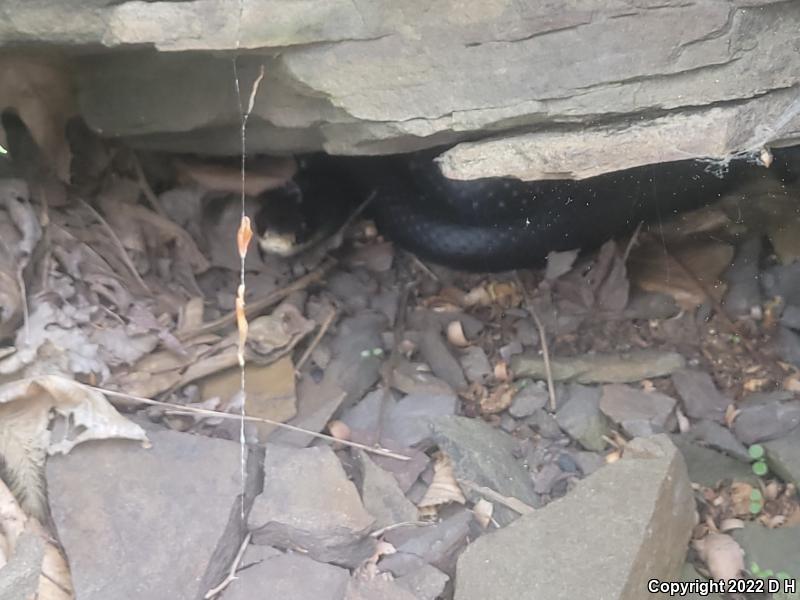 Northern  Black Racer (Coluber constrictor constrictor)