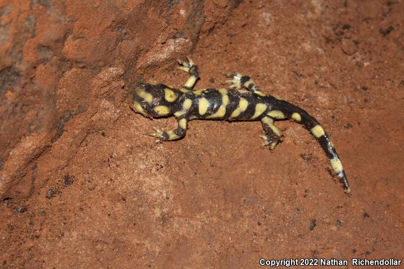 Barred Tiger Salamander (Ambystoma mavortium mavortium)