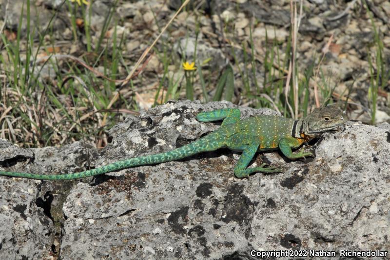 Eastern Collared Lizard (Crotaphytus collaris)