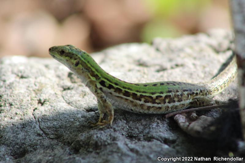 Italian Wall Lizard (Podarcis sicula)