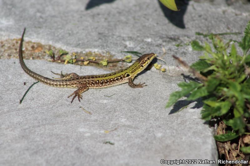 Italian Wall Lizard (Podarcis sicula)