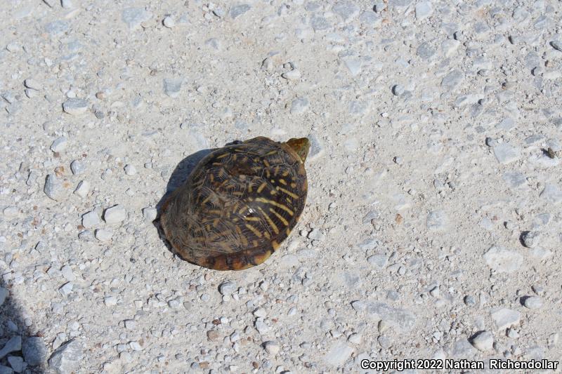 Ornate Box Turtle (Terrapene ornata ornata)