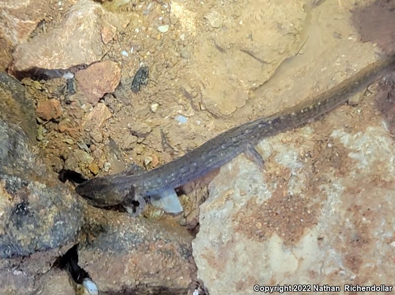 Grotto Salamander (Eurycea spelaea)