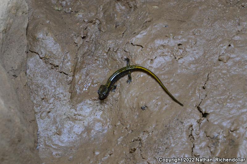 Dark-sided Salamander (Eurycea longicauda melanopleura)