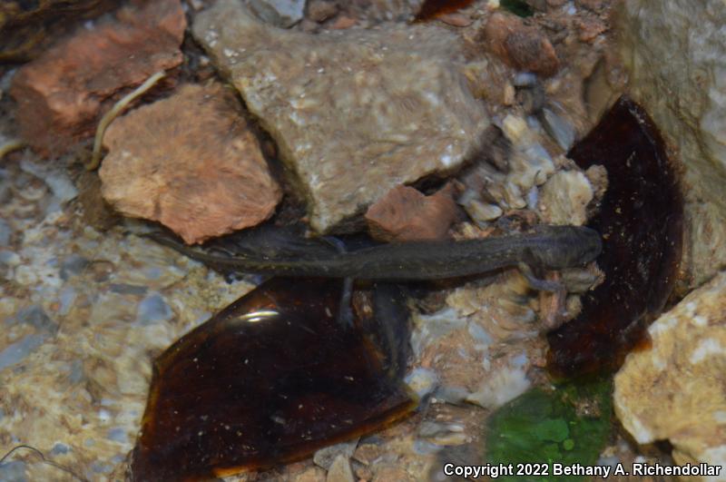 Grotto Salamander (Eurycea spelaea)