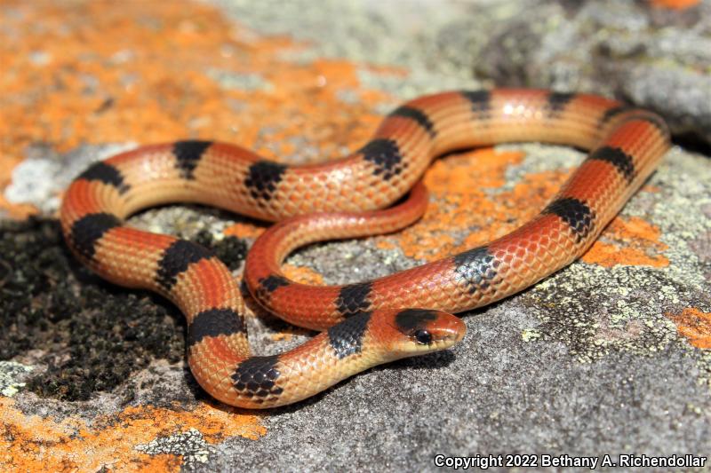 Western Groundsnake (Sonora semiannulata)