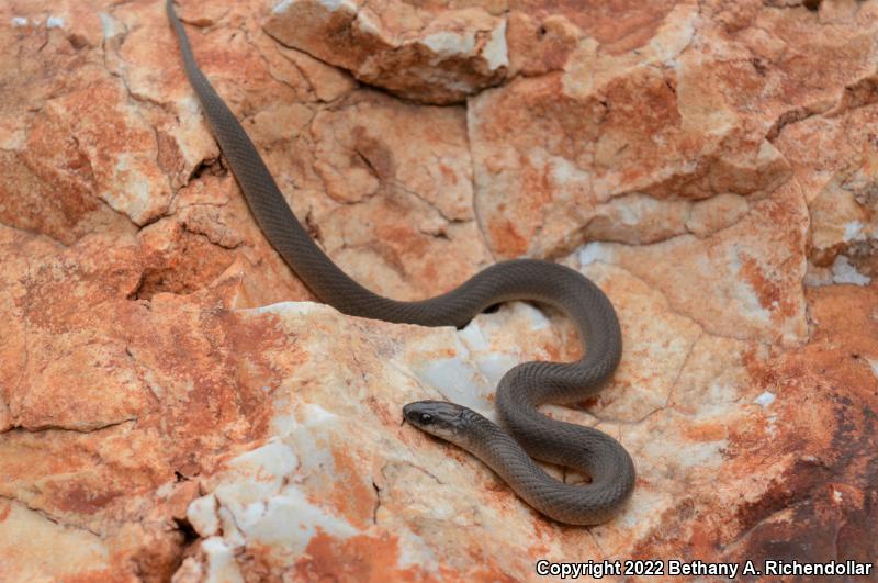 Rough Earthsnake (Virginia striatula)